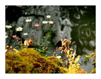 Close-up of flowers growing on plant