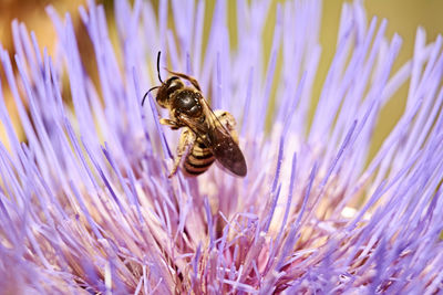 Wasp on pink flower eating pollen, macro photography, details, pollination