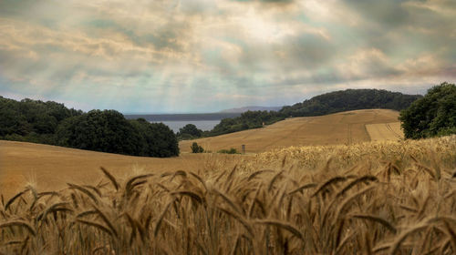 Scenic view of agricultural field against sky