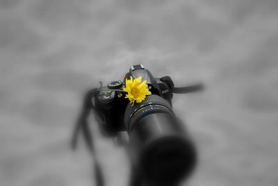 Close-up of yellow flower