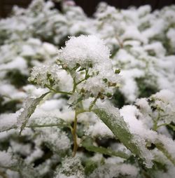 Close-up of white flowers on snow