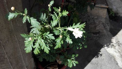 Close-up of flowers blooming outdoors