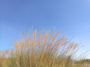 Close-up of plant against clear blue sky