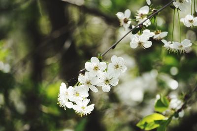 Close-up of white cherry blossoms in spring