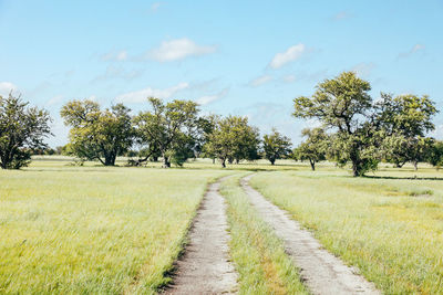 Lonely dirt road through open plains with scarce trees in botswana.