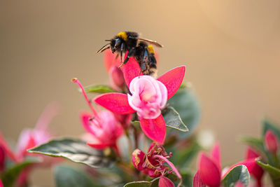 Close-up of bee pollinating on flower