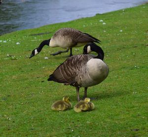 Mallard ducks on field by lake