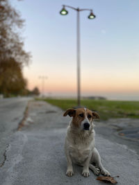 Portrait of dog on road against sky during sunset