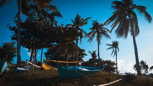 Palm trees on beach against sky