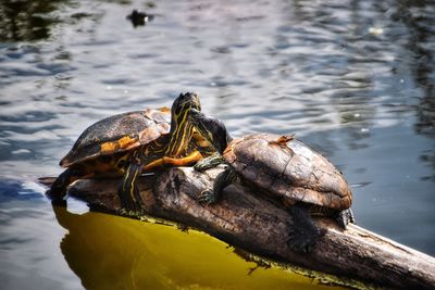 Close-up of turtle