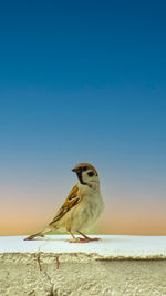 Close-up of bird perching on beach against clear blue sky
