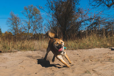 Dog running on field