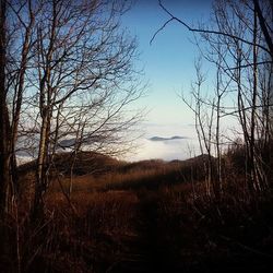 Bare trees on grassy field