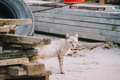 Portrait of cat standing outdoors