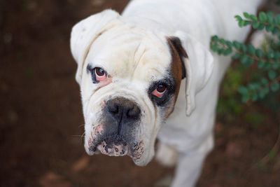 High angle view of white boxer