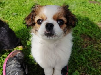 Portrait of puppy on field