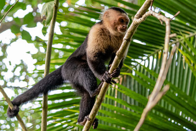 Low angle view of monkey on tree in forest