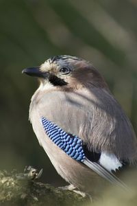 Close up of a bird