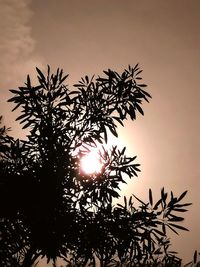 Low angle view of silhouette trees against sky at sunset