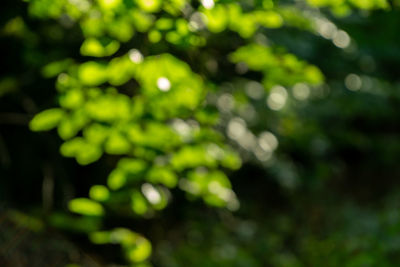 Defocused image of tree