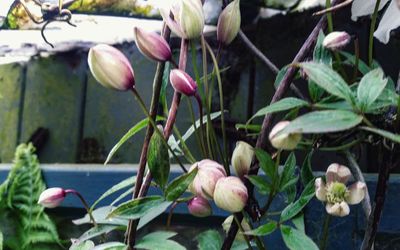 Close-up of tulips blooming outdoors