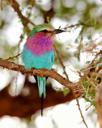 Close-up of bird perching on branch