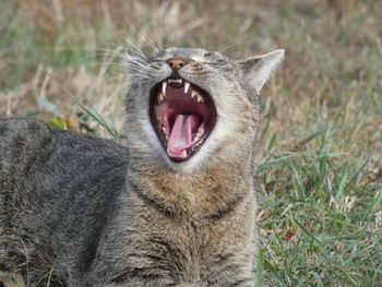 Close-up of cat yawning