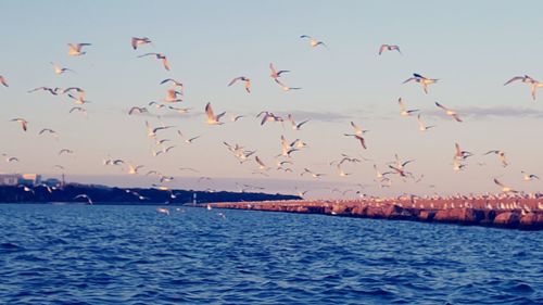 Flock of birds flying over sea