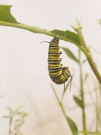 Close-up of insect on plant