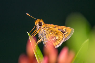 Close-up of butterfly pollinating flower