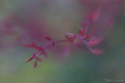 Close-up of flower against blurred background