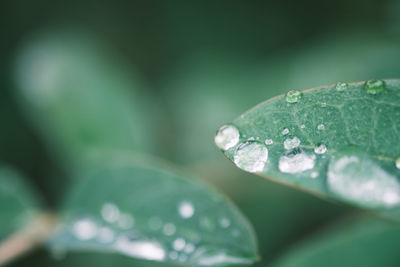 Close-up of water drops on leaf