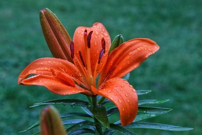 Close-up of raindrops on orange lily