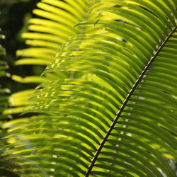 Close-up of palm tree leaves