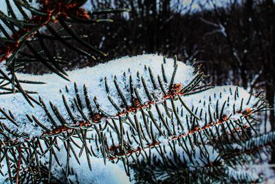 Close-up of pine tree during winter