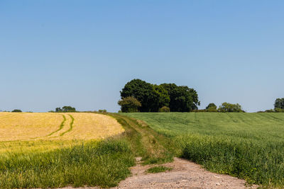 Scenic view of field against clear sky
