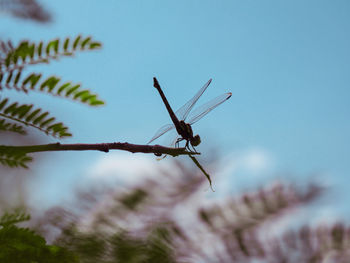 Low angle view of insect on plant against sky