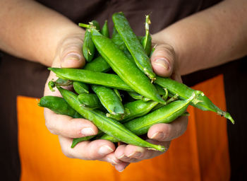 Cropped hand of person holding green leaves