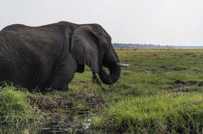 Side view of elephant in a field