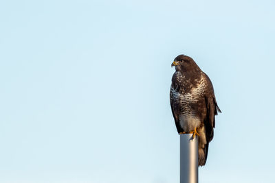 Low angle view of eagle perching on the sky