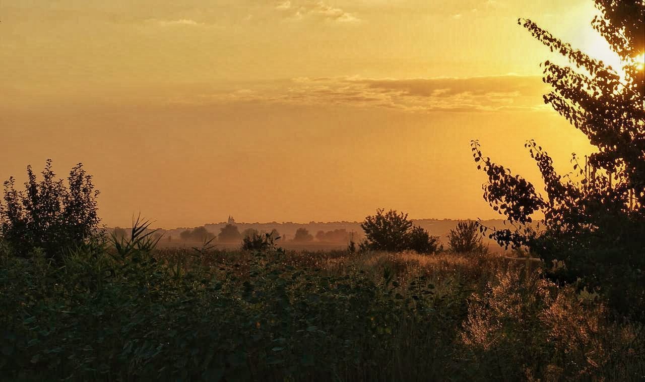 plant, sunset, sky, tree, beauty in nature, tranquil scene, tranquility, scenics - nature, growth, field, landscape, land, nature, no people, environment, orange color, non-urban scene, idyllic, outdoors, cloud - sky