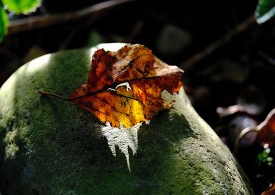 Close-up of maple leaf on branch