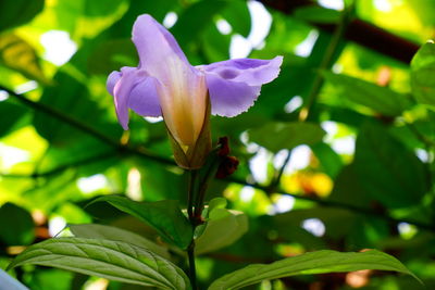 Close-up of purple flowering plant