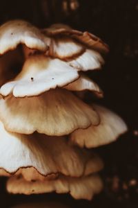 Close up of plant against blurred background