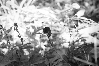 Close-up of flowering plant