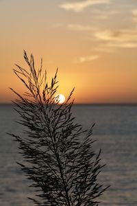 Silhouette plant by sea against romantic sky at sunset