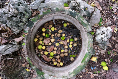 High angle view of fruit growing on rock