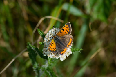 Close-up of butterfly pollinating on flower
