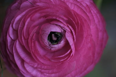 Close-up of pink rose flower