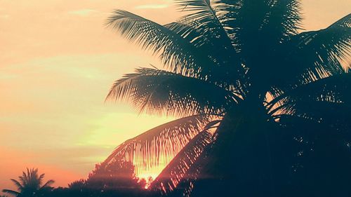 Low angle view of palm trees at sunset